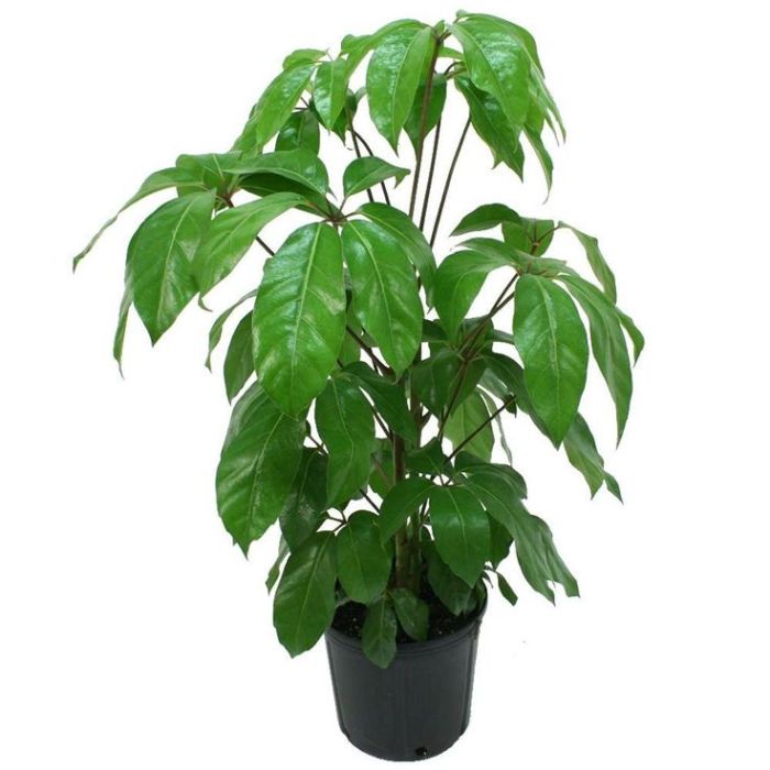 Schefflera Amata 2st 24/110