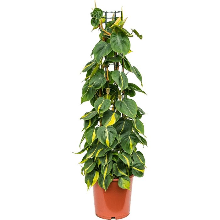 Philodendron Brasil on lattice 24/120