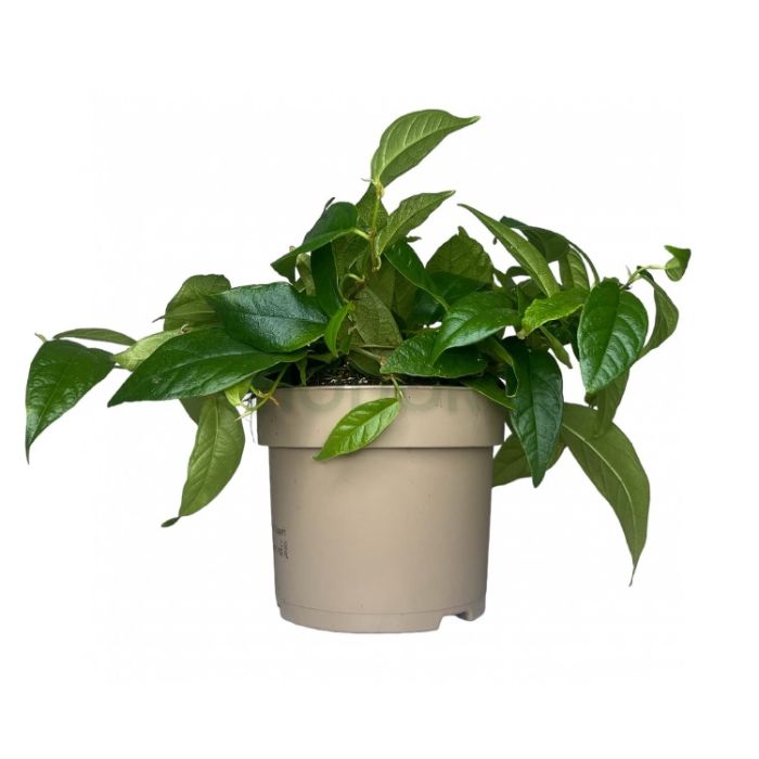 Ficus pumila Radicans 12/20