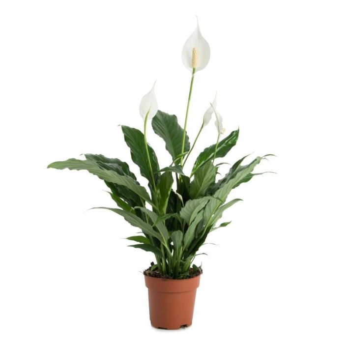 Spathiphyllum Sweet Chico 13/60