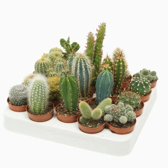 Assorted Cactus 5/10