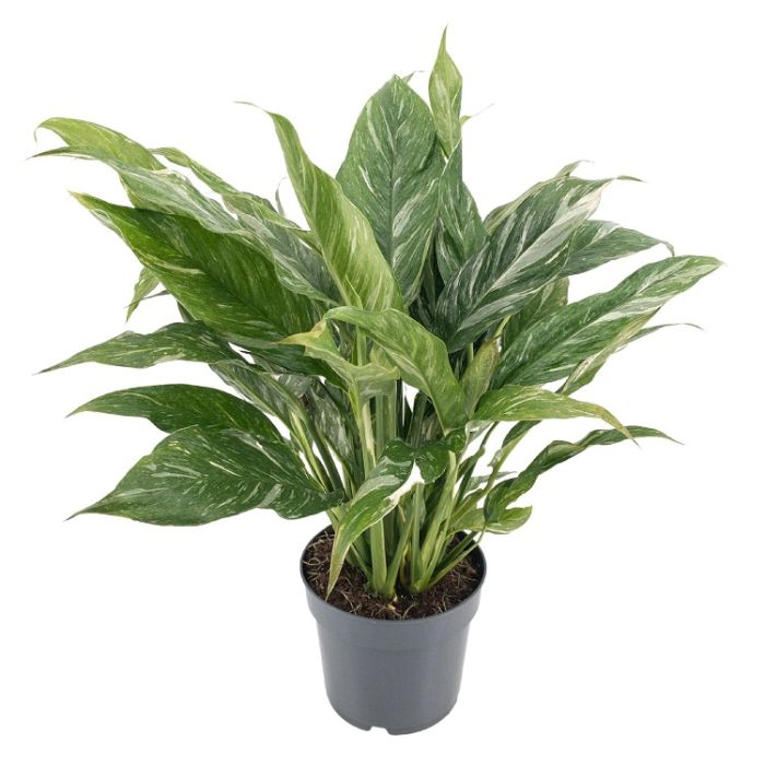 Spathiphyllum Diamond variegata 12/40