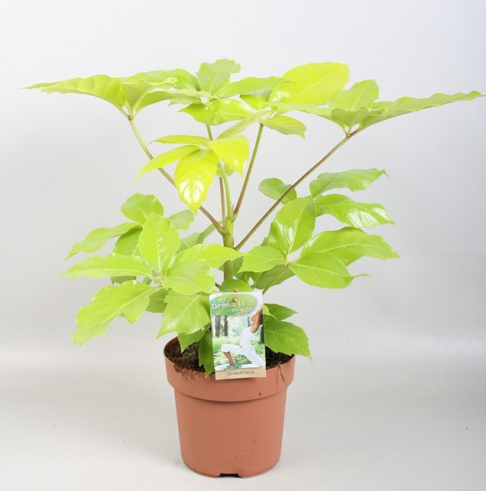 Schefflera Golden Amata 17/60