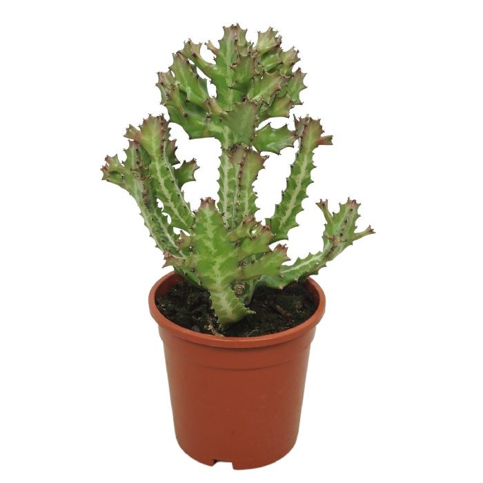 Euphorbia Lactea 17/50