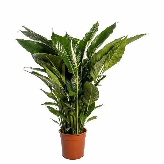 Spathiphyllum Sweet Lauretta 24/100