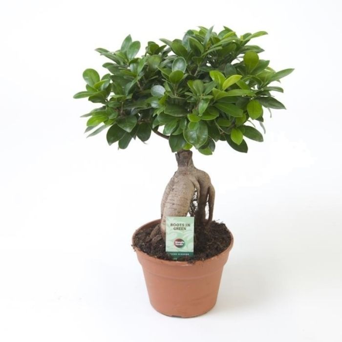 Ficus microcarpa 19/45