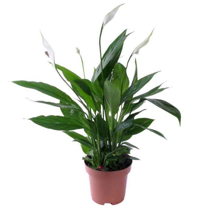 Spathiphyllum Chopin 9/35