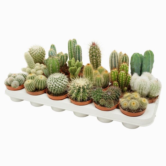 Cactus assortment 9/12