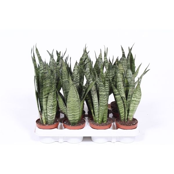 Sansevieria Zeylanica 12/45