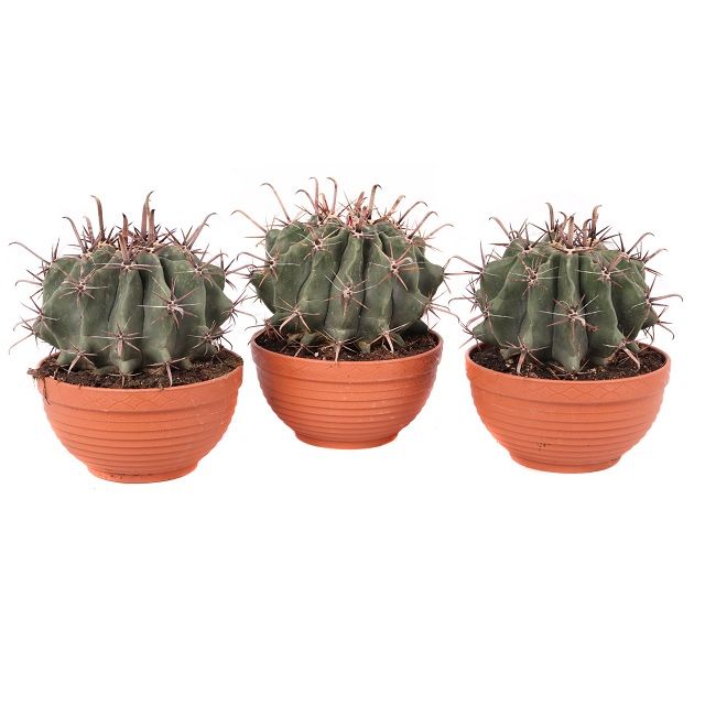 Ferrocactus Townsend 19/20