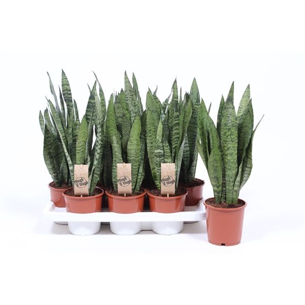 Sansevieria Zeylanica 14/50