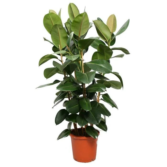 Ficus elas.Robusta 3p 30/130