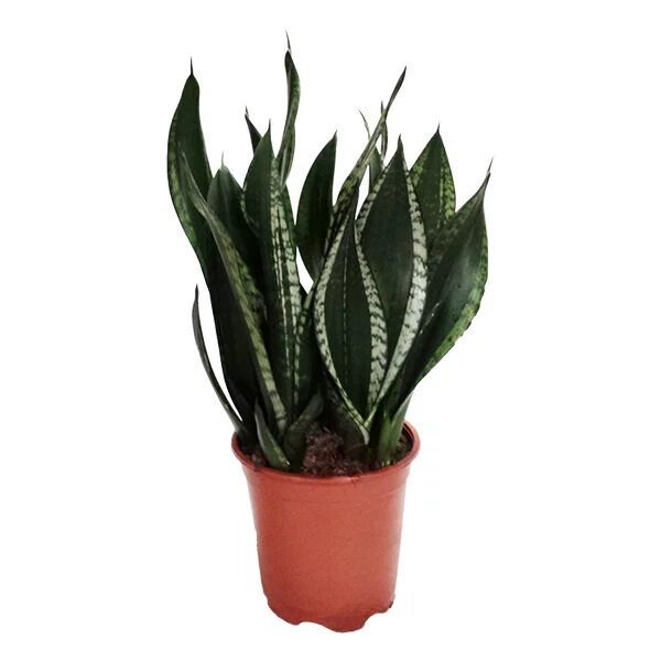 Sansevieria Hanni Silver Flame 12/25